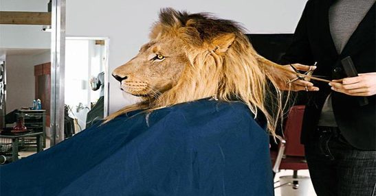 اسد دماغه عاليه