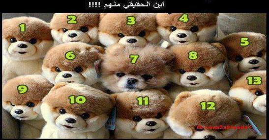 من هو الحقيقى