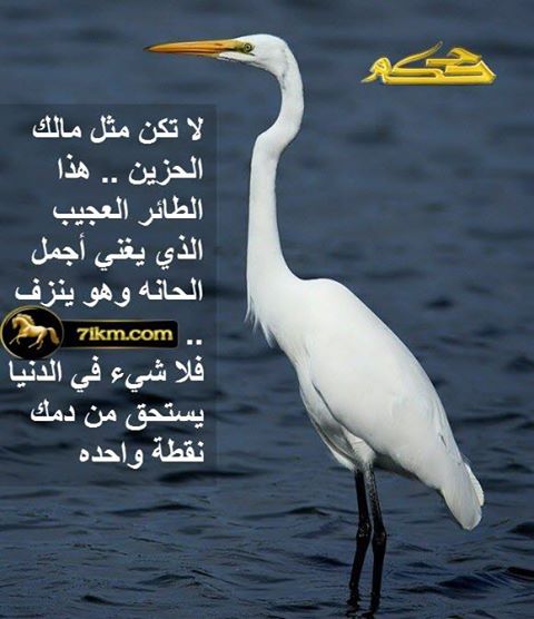 اقوال وحكم / لا تكن مثل مالك الحزين