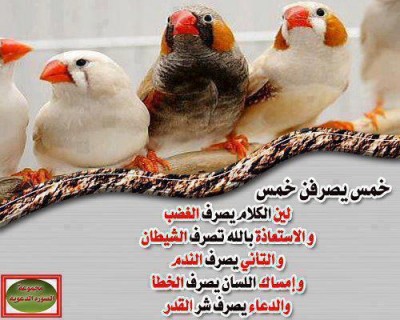 صور فيس بوك