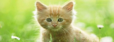 صور غلاف