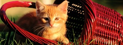 صور غلاف