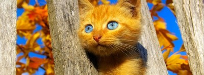 صور غلاف
