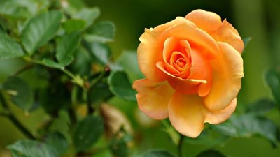 صور فيس بوك
