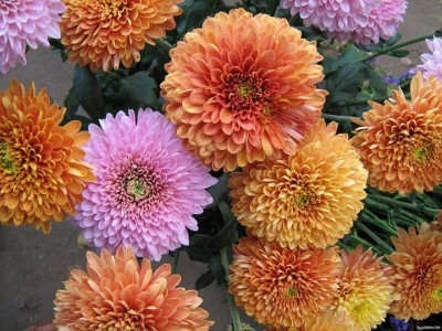 صور فيس بوك