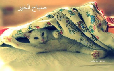 صور فيس بوك كلمات