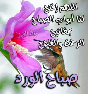 كلمات فيس بوك